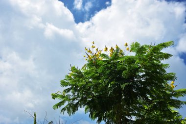 Yeşil ağaçlarla, hindistan cevizi palmiyeleriyle ve beyaz bulutlarla dolu açık gökyüzüyle kırsal alan. Sahne yapay zeka veri ve yapay zeka eğitimi için uygundur, makine öğrenimi, arazi kullanımı analizi ve çevresel modelleme için doğal modeller sunmaktadır..