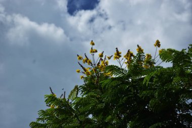 Yeşil ağaçlarla, hindistan cevizi palmiyeleriyle ve beyaz bulutlarla dolu açık gökyüzüyle kırsal alan. Sahne yapay zeka veri ve yapay zeka eğitimi için uygundur, makine öğrenimi, arazi kullanımı analizi ve çevresel modelleme için doğal modeller sunmaktadır..