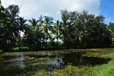 Yüzen yosunlar ve su bitkileriyle kaplı sığ sulardaki su çevredeki yeşillikleri yansıtıyor. Su kalitesi, bitki örtüsü yayılımı ve doğal ekosistem kalıplarını incelemek için yapay zeka ve yapay zeka eğitimi için uygundur.