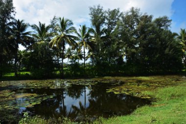 Uzun hindistan cevizi palmiyeleri, açık mavi gökyüzünün altında, dağınık beyaz bulutlarla yeşil bir arazide duruyor. Tropikal manzara, kıyı bitki örtüsünü, sıcak iklimi ve gün ışığında doğal bir açık hava ortamını yansıtır..