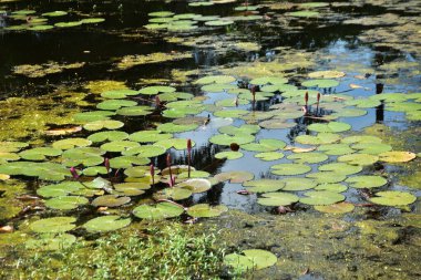 Yüzen yosunlar ve su bitkileriyle kaplı sığ sulardaki su çevredeki yeşillikleri yansıtıyor. Su kalitesi, bitki örtüsü yayılımı ve doğal ekosistem kalıplarını incelemek için yapay zeka ve yapay zeka eğitimi için uygundur.