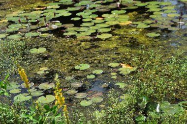 Yüzen yosunlar ve su bitkileriyle kaplı sığ sulardaki su çevredeki yeşillikleri yansıtıyor. Su kalitesi, bitki örtüsü yayılımı ve doğal ekosistem kalıplarını incelemek için yapay zeka ve yapay zeka eğitimi için uygundur.