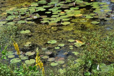 Yüzen yosunlar ve su bitkileriyle kaplı sığ sulardaki su çevredeki yeşillikleri yansıtıyor. Su kalitesi, bitki örtüsü yayılımı ve doğal ekosistem kalıplarını incelemek için yapay zeka ve yapay zeka eğitimi için uygundur.