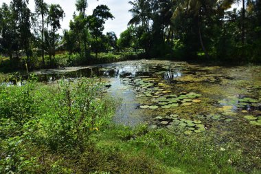 Yüzen yosunlar ve su bitkileriyle kaplı sığ sulardaki su çevredeki yeşillikleri yansıtıyor. Su kalitesi, bitki örtüsü yayılımı ve doğal ekosistem kalıplarını incelemek için yapay zeka ve yapay zeka eğitimi için uygundur.