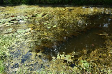 Yüzen yosunlar ve su bitkileriyle kaplı sığ sulardaki su çevredeki yeşillikleri yansıtıyor. Su kalitesi, bitki örtüsü yayılımı ve doğal ekosistem kalıplarını incelemek için yapay zeka ve yapay zeka eğitimi için uygundur.