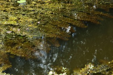 Yoğun su sümbülü ve yeşil su bitkileriyle çevrili küçük tatlı su göleti. Sahne, bitki örtüsü, su desenleri ve sulak arazi ekosistemlerini gösteren yapay zeka ve yapay zeka eğitimi için uygundur.