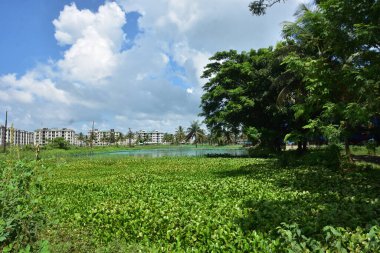 Büyük yeşil ağaç, durgun bir su kütlesinin yanında, parlak mavi bir gökyüzünün altında, yükselen beyaz bulutlarla. Huzurlu manzara yemyeşil bitki örtüsünü, açık alanı ve gün ışığı ve temiz havayla şekillenmiş doğal bir çevreyi ön plana çıkarıyor..