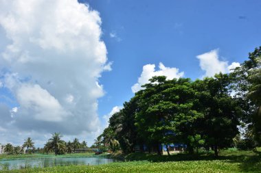 Büyük yeşil ağaç, durgun bir su kütlesinin yanında, parlak mavi bir gökyüzünün altında, yükselen beyaz bulutlarla. Huzurlu manzara yemyeşil bitki örtüsünü, açık alanı ve gün ışığı ve temiz havayla şekillenmiş doğal bir çevreyi ön plana çıkarıyor..