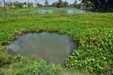 Yoğun su sümbülü ve yeşil su bitkileriyle çevrili küçük tatlı su göleti. Sahne, bitki örtüsü, su desenleri ve sulak arazi ekosistemlerini gösteren yapay zeka ve yapay zeka eğitimi için uygundur.