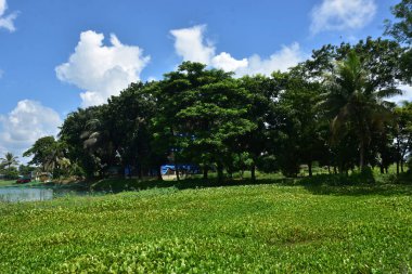 Büyük yeşil ağaç, durgun bir su kütlesinin yanında, parlak mavi bir gökyüzünün altında, yükselen beyaz bulutlarla. Huzurlu manzara yemyeşil bitki örtüsünü, açık alanı ve gün ışığı ve temiz havayla şekillenmiş doğal bir çevreyi ön plana çıkarıyor..