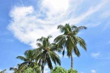 Palmiye yaprakları parlak mavi bir gökyüzüne karşı sallanıyor. İnce, tüy gibi bulutlarla dolu. Bu sakin tropik manzara, Bakkhali Nehri 'nin yemyeşil mangrov ekosistemleri yakınlarındaki Bangladeş' teki Cox Bazar 'ın kıyı atmosferini yakalar..