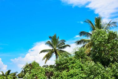 Palmiye yaprakları parlak mavi bir gökyüzüne karşı sallanıyor. İnce, tüy gibi bulutlarla dolu. Bu sakin tropik manzara, Bakkhali Nehri 'nin yemyeşil mangrov ekosistemleri yakınlarındaki Bangladeş' teki Cox Bazar 'ın kıyı atmosferini yakalar..