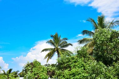 Palmiye yaprakları parlak mavi bir gökyüzüne karşı sallanıyor. İnce, tüy gibi bulutlarla dolu. Bu sakin tropik manzara, Bakkhali Nehri 'nin yemyeşil mangrov ekosistemleri yakınlarındaki Bangladeş' teki Cox Bazar 'ın kıyı atmosferini yakalar..