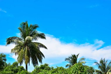 Palmiye yaprakları parlak mavi bir gökyüzüne karşı sallanıyor. İnce, tüy gibi bulutlarla dolu. Bu sakin tropik manzara, Bakkhali Nehri 'nin yemyeşil mangrov ekosistemleri yakınlarındaki Bangladeş' teki Cox Bazar 'ın kıyı atmosferini yakalar..