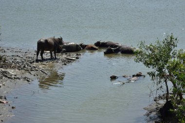 Yeşil bir kıyı şeridinin yakınındaki nehir suyunda dinlenen ve debelenen bir bufalo sürüsü. Kıyı koruması için beton tetrapodlar ve uzak bir tekne. Çiftlik hayvanlarının ve tropikal nehir kenarının sakin manzarası. Yüksek kaliteli hayvan fotoğrafı..
