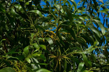 Parlak sarı Acacia auriculiforis (Akashmoni) çiçeklerinin yakın çekimi. Altın çubuk gibi dikenler ve açık mavi gökyüzüne karşı kıvrımlı yeşil filizler. Güzel tropikal çiçek doğası ve botanik arka plan manzarası.