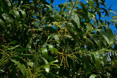 Parlak sarı Acacia auriculiforis (Akashmoni) çiçeklerinin yakın çekimi. Altın çubuk gibi dikenler ve açık mavi gökyüzüne karşı kıvrımlı yeşil filizler. Güzel tropikal çiçek doğası ve botanik arka plan manzarası.