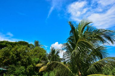 Palmiye yaprakları parlak mavi bir gökyüzüne karşı sallanıyor. İnce, tüy gibi bulutlarla dolu. Bu sakin tropik manzara, Bakkhali Nehri 'nin yemyeşil mangrov ekosistemleri yakınlarındaki Bangladeş' teki Cox Bazar 'ın kıyı atmosferini yakalar..