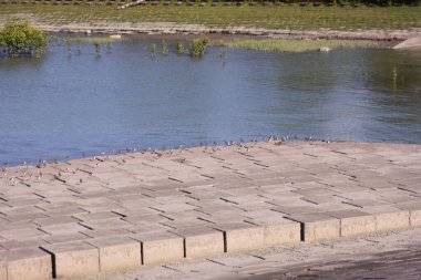 Nehir kıyısında göçmen bir yaşam alanını işgal eden Kentli işçiler mevsimsel vahşi yaşam hareketlerini ve sulak arazi koruma önemini belgeliyorlar..