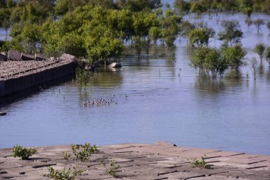 Kentish yağmurlu bir arazide nehir kıyısında göçmen kuş yaşamını, yaşam alanını ve doğal ekosistemleri temsil eder..