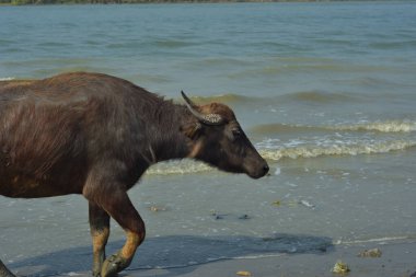 Cox 's Bazar, Bangladeş' in sahil bölgesinde kumlu bir nehir kıyısında yürüyen bir bufalo sürüsü geleneksel kırsal çiftlik hayvanı hareketini sergiliyor..