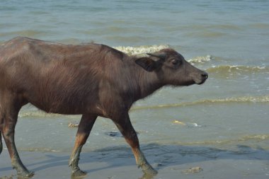 Cox 's Bazar, Bangladeş' in sahil bölgesinde kumlu bir nehir kıyısında yürüyen bir bufalo sürüsü geleneksel kırsal çiftlik hayvanı hareketini sergiliyor..