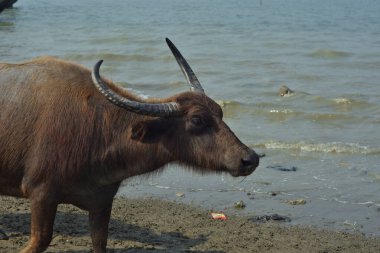 Cox 's Bazar, Bangladeş' in sahil bölgesinde kumlu bir nehir kıyısında yürüyen bir bufalo sürüsü geleneksel kırsal çiftlik hayvanı hareketini sergiliyor..