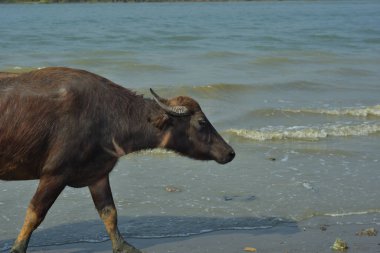 Sahile yakın yeşil bir bataklık tarlasında otlayan bufalo. Arka planda geleneksel balıkçı tekneleri görülebiliyor. Bengal deltasının özünü yakalıyorlar..