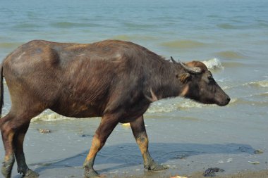 Cox 's Bazar, Bangladeş' teki kumlu nehir kıyısı ve kıyı bataklıkları boyunca yürüyen bir su bufalosu sürüsü. Geleneksel balıkçı tekneleri ve yemyeşil sulak alanların yer aldığı manzaralı delta manzarasında hareket eden Güney Asya 'daki kırsal çiftlik hayvanları..