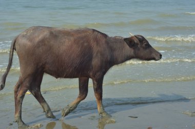 Cox 's Bazar, Bangladeş' teki kumlu nehir kıyısı ve kıyı bataklıkları boyunca yürüyen bir su bufalosu sürüsü. Geleneksel balıkçı tekneleri ve yemyeşil sulak alanların yer aldığı manzaralı delta manzarasında hareket eden Güney Asya 'daki kırsal çiftlik hayvanları..