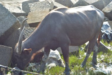 Cox 's Bazar, Bangladeş' teki kumlu nehir kıyısı ve kıyı bataklıkları boyunca yürüyen bir su bufalosu sürüsü. Geleneksel balıkçı tekneleri ve yemyeşil sulak alanların yer aldığı manzaralı delta manzarasında hareket eden Güney Asya 'daki kırsal çiftlik hayvanları..