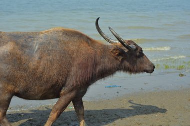 Cox 's Bazar, Bangladeş' teki kumlu nehir kıyısı ve kıyı bataklıkları boyunca yürüyen bir su bufalosu sürüsü. Geleneksel balıkçı tekneleri ve yemyeşil sulak alanların yer aldığı manzaralı delta manzarasında hareket eden Güney Asya 'daki kırsal çiftlik hayvanları..