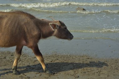 Cox 's Bazar, Bangladeş' teki kumlu nehir kıyısı ve kıyı bataklıkları boyunca yürüyen bir su bufalosu sürüsü. Geleneksel balıkçı tekneleri ve yemyeşil sulak alanların yer aldığı manzaralı delta manzarasında hareket eden Güney Asya 'daki kırsal çiftlik hayvanları..