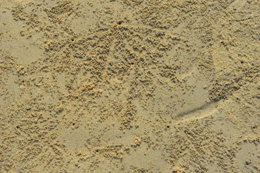 Kıyı kum yüzeyi, gelgit ve çevresel süreçlerin oluşturduğu ince tanecikli dokuyu ve doğal desenleri gösteriyor. Görüntü, soyut bir doğal arkaplan olarak çalışır ve nehir kıyısı veya kıyı şeridi boyunca çökelti yapısını belgeler..