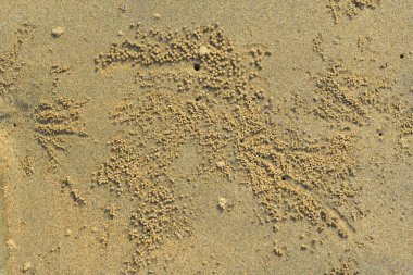 Kıyı kum yüzeyi, gelgit ve çevresel süreçlerin oluşturduğu ince tanecikli dokuyu ve doğal desenleri gösteriyor. Görüntü, soyut bir doğal arkaplan olarak çalışır ve nehir kıyısı veya kıyı şeridi boyunca çökelti yapısını belgeler..