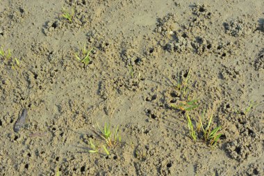 Kıyı kum yüzeyi, gelgit ve çevresel süreçlerin oluşturduğu ince tanecikli dokuyu ve doğal desenleri gösteriyor. Görüntü, soyut bir doğal arkaplan olarak çalışır ve nehir kıyısı veya kıyı şeridi boyunca çökelti yapısını belgeler..