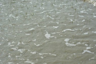 Gelgit akıntısı nehir suyunu yukarı itiyor, görünür su akışını ve nehir kanalında yükselen seviyeleri gösteriyor. Görüntü, kıyı ortamındaki gelgit hareketleri, hidrolojik süreçler ve değişen nehir koşullarını belgeliyor.