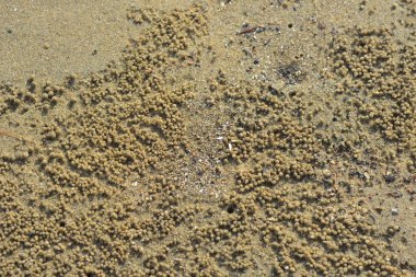 Nehir kenarındaki yengeçler tarafından oluşturulan doğal kum deseni biyolojik aktivite yoluyla oluşan granüler çökelti yapılarını gösteriyor. Resim, kıyı nehri ekolojisi, doğal yüzey dokusu ve hayvanlardan etkilenen çevresel desenleri belgeler..