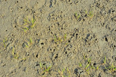 Nehir kenarındaki yengeçler tarafından oluşturulan doğal kum deseni biyolojik aktivite yoluyla oluşan granüler çökelti yapılarını gösteriyor. Resim, kıyı nehri ekolojisi, doğal yüzey dokusu ve hayvanlardan etkilenen çevresel desenleri belgeler..