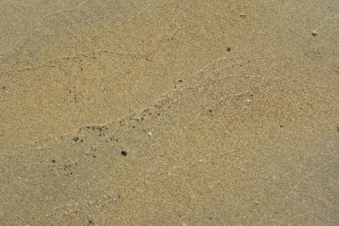 Nehir kenarındaki yengeçler tarafından oluşturulan doğal kum deseni biyolojik aktivite yoluyla oluşan granüler çökelti yapılarını gösteriyor. Resim, kıyı nehri ekolojisi, doğal yüzey dokusu ve hayvanlardan etkilenen çevresel desenleri belgeler..