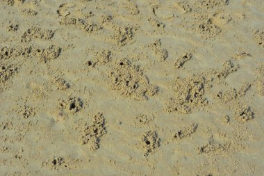 Nehir kenarındaki yengeçler tarafından oluşturulan doğal kum deseni biyolojik aktivite yoluyla oluşan granüler çökelti yapılarını gösteriyor. Resim, kıyı nehri ekolojisi, doğal yüzey dokusu ve hayvanlardan etkilenen çevresel desenleri belgeler..