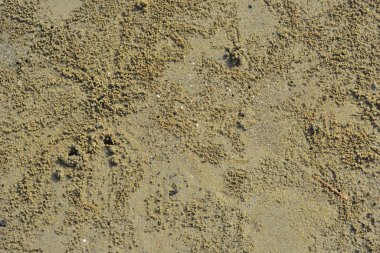 Doğal kum yüzey dokusu organik bir zemin oluşturarak nehir ya da kıyı şeridi boyunca oluşan doğal süreçlerin oluşturduğu granüler desenleri gösterir. Doku kullanımı, çevre çalışmaları ve soyut doğa geçmişi için uygundur..