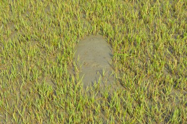 Doğal kum yüzey dokusu organik bir zemin oluşturarak nehir ya da kıyı şeridi boyunca oluşan doğal süreçlerin oluşturduğu granüler desenleri gösterir. Doku kullanımı, çevre çalışmaları ve soyut doğa geçmişi için uygundur..