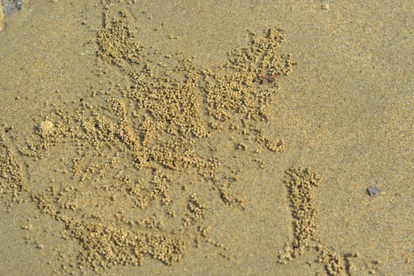 Nehir kenarındaki yengeçler tarafından oluşturulan doğal kum deseni biyolojik aktivite yoluyla oluşan granüler çökelti yapılarını gösteriyor. Resim, kıyı nehri ekolojisi, doğal yüzey dokusu ve hayvanlardan etkilenen çevresel desenleri belgeler..