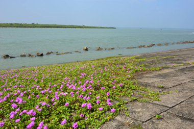 Kıyı sabah şanlı bitkileri, tropikal bir ortamda pembe trompet şeklindeki çiçekler ve yemyeşil yapraklarla birlikte kıyı şeridi yakınında doğal zemin örtüsü olarak yayılıyor..