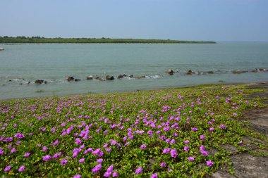 Kıyı sabah şanlı bitkileri, tropikal bir ortamda pembe trompet şeklindeki çiçekler ve yemyeşil yapraklarla birlikte kıyı şeridi yakınında doğal zemin örtüsü olarak yayılıyor..
