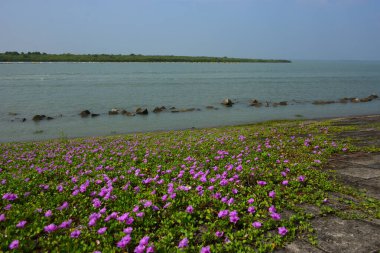 Kıyı sabah şanlı bitkileri, tropikal bir ortamda pembe trompet şeklindeki çiçekler ve yemyeşil yapraklarla birlikte kıyı şeridi yakınında doğal zemin örtüsü olarak yayılıyor..