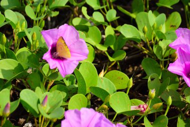 Kıyı sabah şanlı bitkileri, tropikal bir ortamda pembe trompet şeklindeki çiçekler ve yemyeşil yapraklarla birlikte kıyı şeridi yakınında doğal zemin örtüsü olarak yayılıyor..
