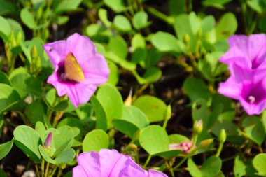 Kıyı sabah şanlı bitkileri, tropikal bir ortamda pembe trompet şeklindeki çiçekler ve yemyeşil yapraklarla birlikte kıyı şeridi yakınında doğal zemin örtüsü olarak yayılıyor..