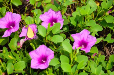 Kıyı sabah şanlı bitkileri, tropikal bir ortamda pembe trompet şeklindeki çiçekler ve yemyeşil yapraklarla birlikte kıyı şeridi yakınında doğal zemin örtüsü olarak yayılıyor..